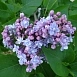 Сирень обыкновенная 'Виктор Лемуан' (лилово - голубая)