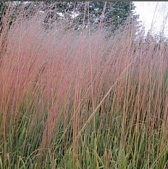 Молиния голубая "Виндсауленс"