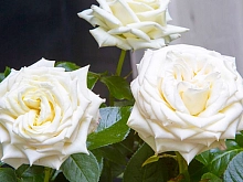 Роза 'Айл оф Уайт' (чайно-гибридная) (белая)