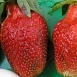 Земляника (клубника) 'Кардинал'