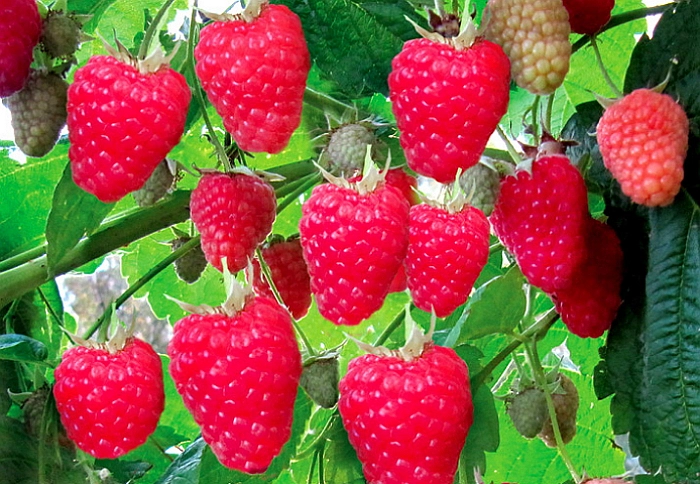 Малина 'Красное облако'