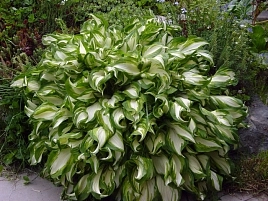 Хоста Медиовариегата