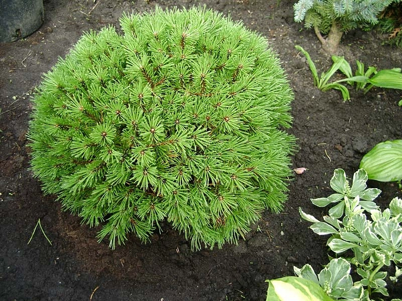 Сосна горная 'Бенжамин'