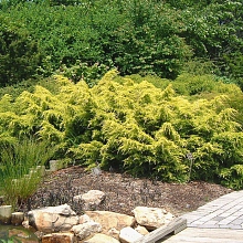 Можжевельник пфитцериана 'Сейбрук Голд'