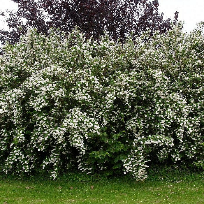 Дейция шершавая