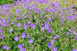 Герань гибридная 'Орион'