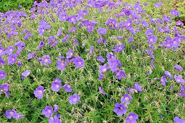 Герань гибридная 'Орион'