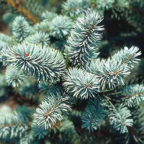 Ель колючая 'Ольденбург'