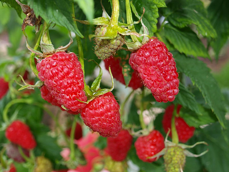 Малина 'Гигант Московский' ( Московский Великан) (крупноплодный)