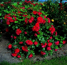 Роза 'Хансаланд ' (флорибунда)(красная)