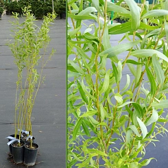 Ива гибридная (извилистая) 'Свердловская извилистая'