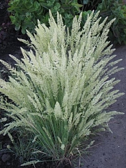 Калерия (тонконог) сизая