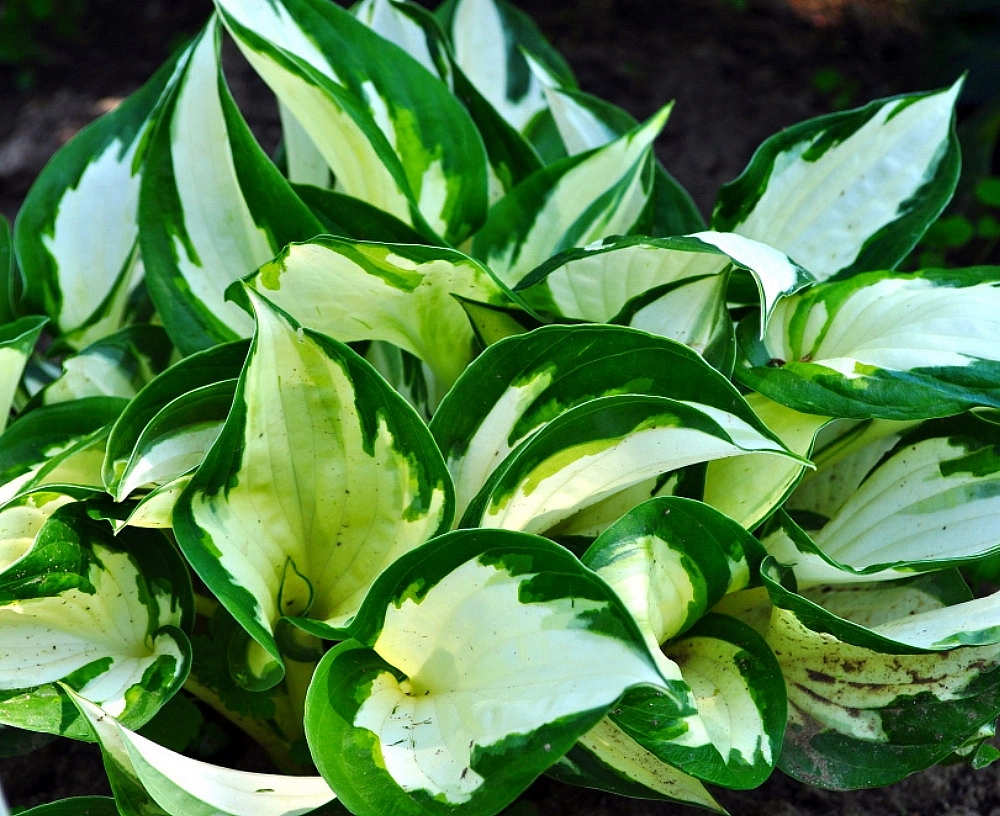 Хоста 'Лоялист' (тёмно-зеленый)