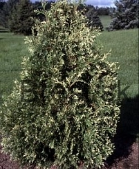 Туя западная (Спотти) 'Сильвер Смарагд' Туя западная (Спотти) 'Сильвер Смарагд'