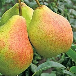 Груша 'Гера'