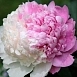 Пион молочноцветковый 'Мистер Эд' (розовый с белым)