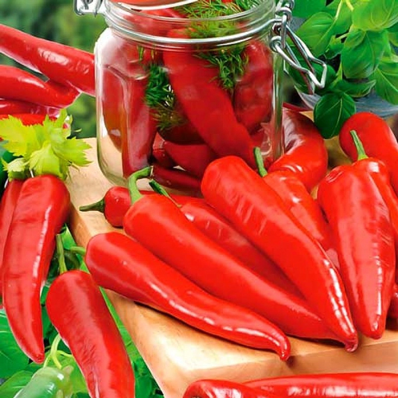 Перец острый 'Астраханский'