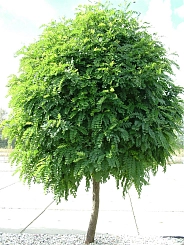 Робиния псевдоакация 'Умбракулифера'