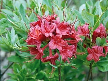 Рододендрон желтый (азалия) 'Миллениум' (красно-малиновый)