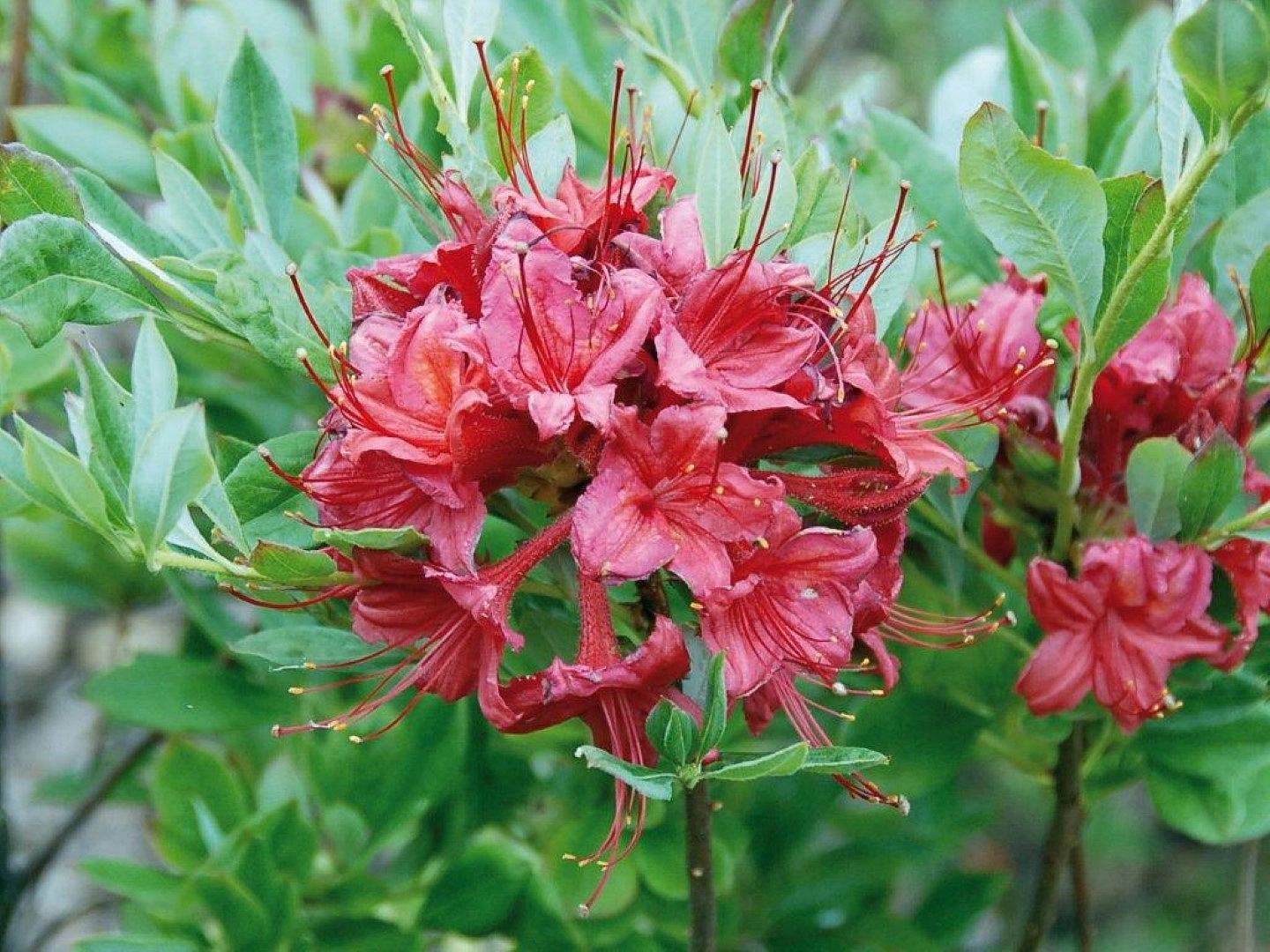 Рододендрон желтый (азалия) 'Миллениум' (красно-малиновый)