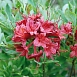 Рододендрон желтый (азалия) 'Миллениум' (красно-малиновый)