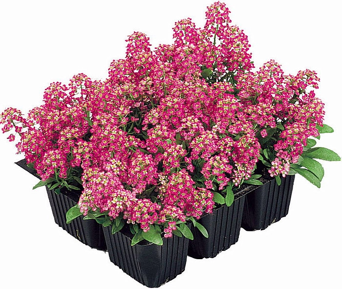 Алиссум морской (Лобулярия) 'Исте Боннет Дип Роуз'