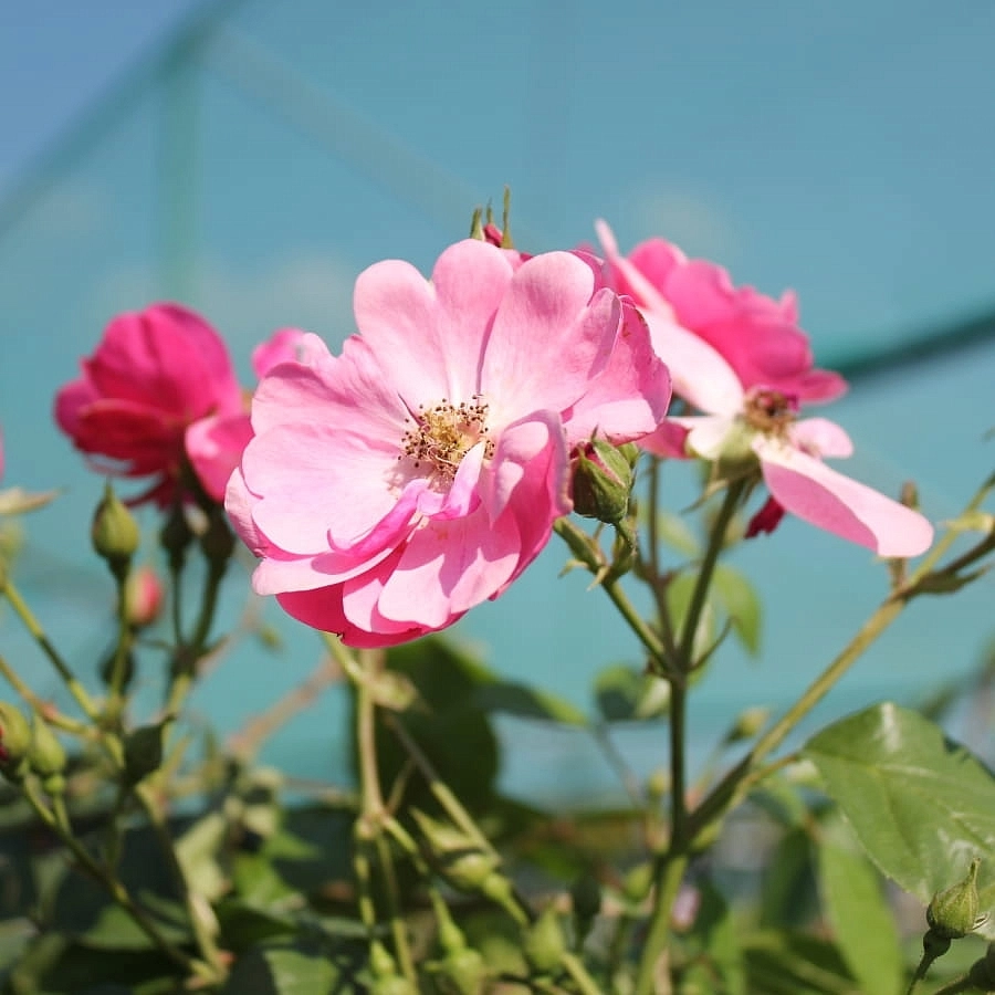 Роза 'Ангела' (флорибунда, шраб) (розовая)