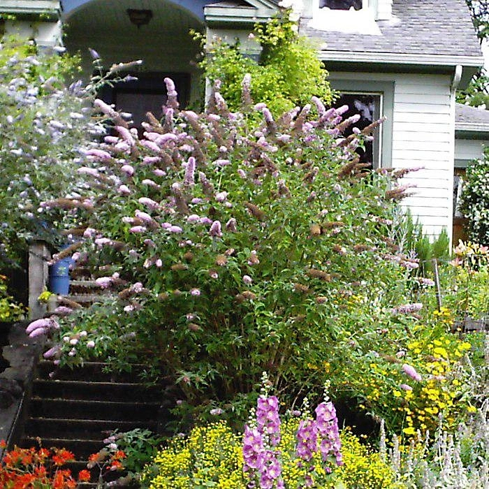 Буддлея Давида 'Лочинч'