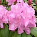Рододендрон гибридный 'Розеум Элеганс' (розовый)