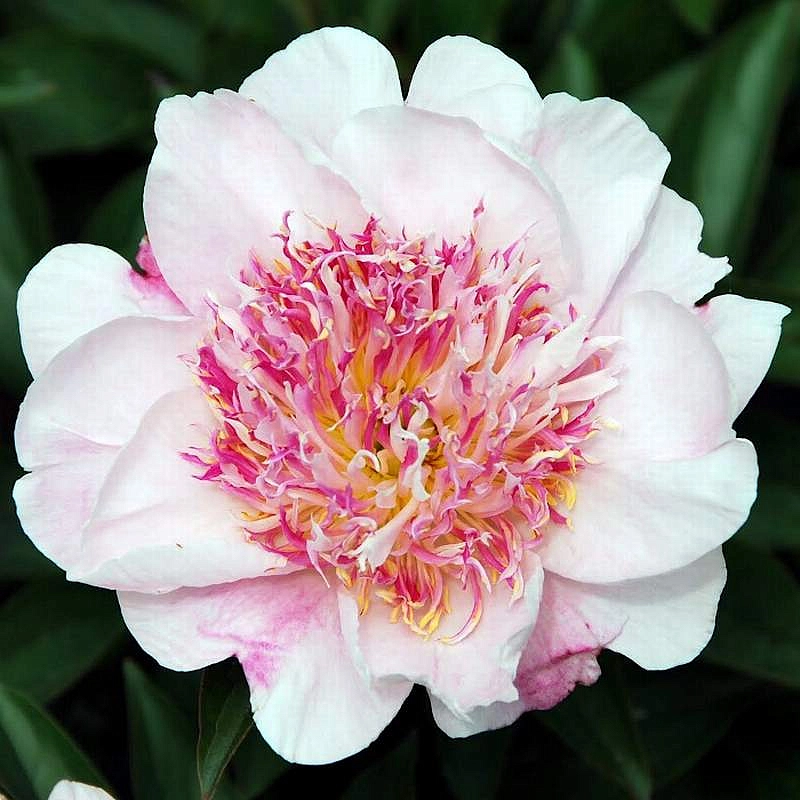 Пион молочноцветковый 'Ду Телл' (белый с розовым анемоноцветный)