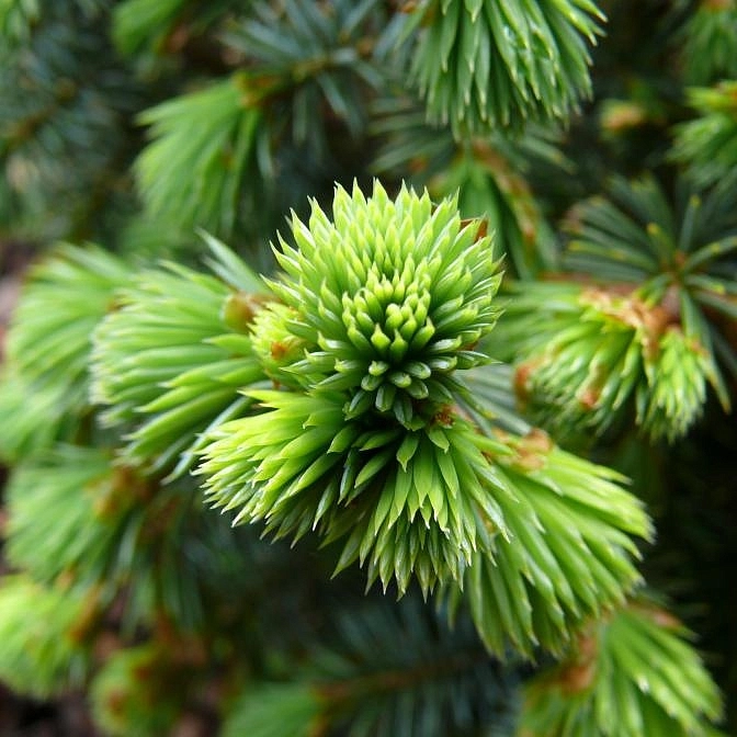 Ель колючая 'Вальдбрунн'