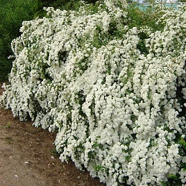 Спирея Вангутта