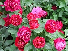 Роза 'Барон Жиро де Лен' (чайно-гибридная) (малиновая)