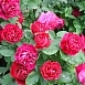 Роза 'Барон Жиро де Лен' (чайно-гибридная) (малиновая)