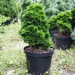 Кипарисовик тупой 'Нана Грацилис'