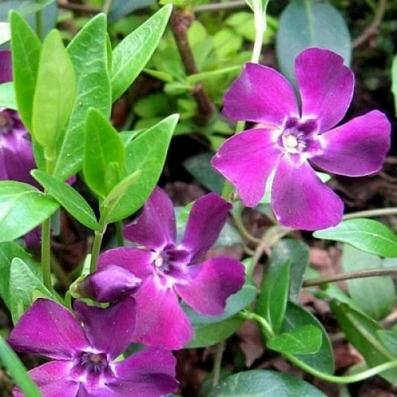 Барвинок малый 'Атропурпуреа'