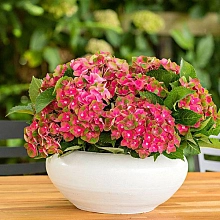 Гортензия крупнолистная 'Рембранд'