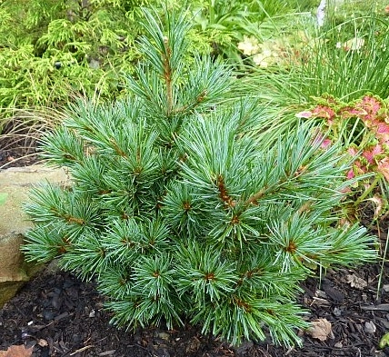 Сосна мелкоцветковая 'Азуми Гойе'