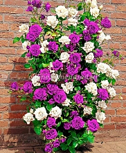 Роза Мистер Вондер' ( плетистая)