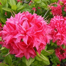 Рододендрон желтый (азалия) 'Хоумбуш' (розовый)