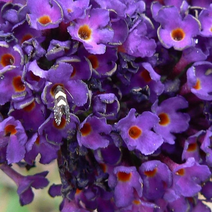 Буддлея Давида 'Блек Найт'