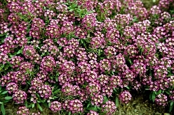 Алиссум морской (Лобулярия) 'Исте Боннет Пинк'