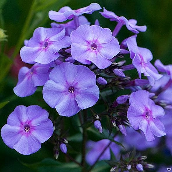 Флокс метельчатый 'Блу Бой'