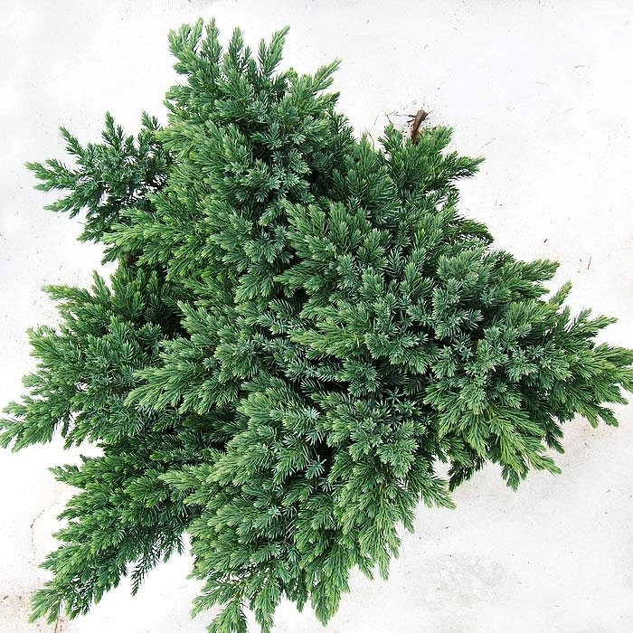 Можжевельник чешуйчатый 'Блу Швед'