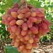 Виноград 'Юбилей Кострикина'
