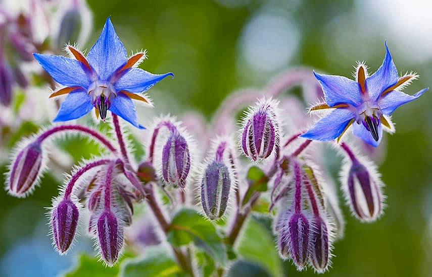 Семена Огуречная трава