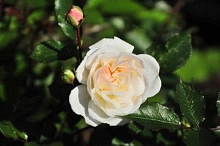 Роза 'Айсберг' (флорибунда) (белая)