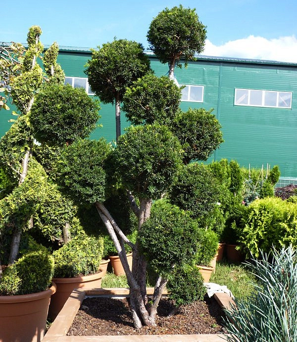 Тис средний 'Броуни' бонсай