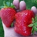 Земляника (клубника) 'Моллинг Пандора'