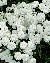 Тысячелистник птармика 'Ноблесс'